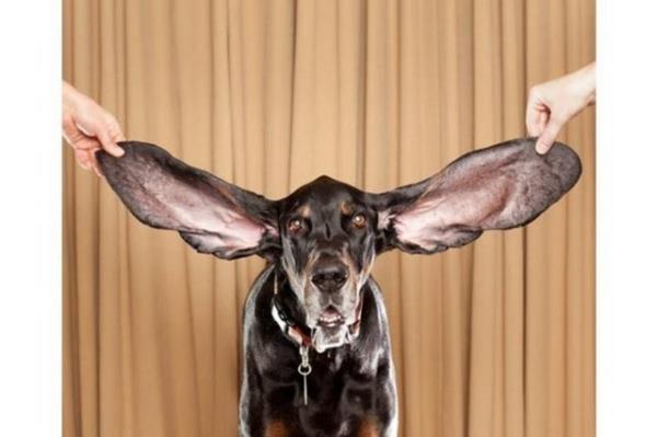 Harbor isimli bu Coonhound cinsi kpek dnyann yaayan en uzun kulakl kpei. ABD'nin Colorado eyaletinde yaayan 8 yandaki Harbor'n sol kula 31.1, sa kula ise 34.29 santimetre uzunluunda.