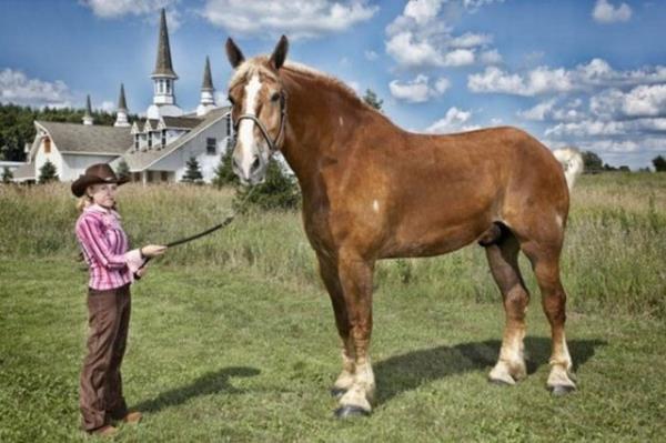 Yaayan en uzun boylu at Big Jake . Belika cinsi 9 yandaki bu idi atn boyu nalsz 210.19 cm. ABD'nin Wisconsin eyaletindeki Smokey Hollow Farms'ta yayor.