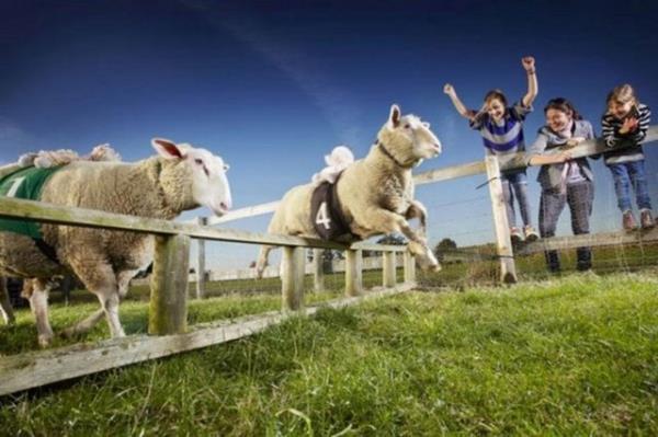 Dnyann en hzl koyunu Zippy Lambourghini. High Wycombe, Buckinghamshire, ngiltere'de yaayan Zippy Lambourghini katld 179 yartan 165'inde foto finii nde geti.