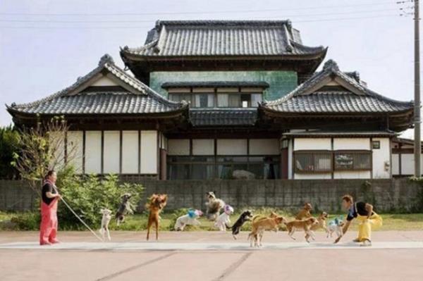 ple en fazla hayvan zplatma. Bu konudaki rekor 13 kpekle Japonya'da "Sper Wan Wan Sirki"nde krld.