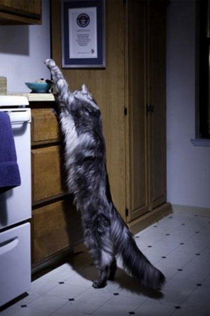 Dnyann En Uzun Kedisi. 123 santimetrelik Stewie adl kedi dnyann en uzun kedisi unvann tayor. ABD'de yaayan Stewie ayn zamanda 41.5 santimetreyle dnyann en uzun kuyruklu ev kedisi