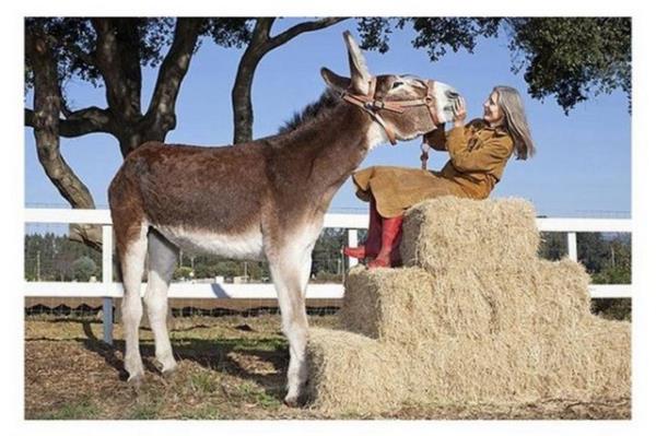 Garip zellikleri Guinness Rekorlar Kitabna girmelerini salad. Sahip olduklar ilgin zellikler grenleri artyor. Dnyann en byk eei tam 173cmn uzunluunda.
