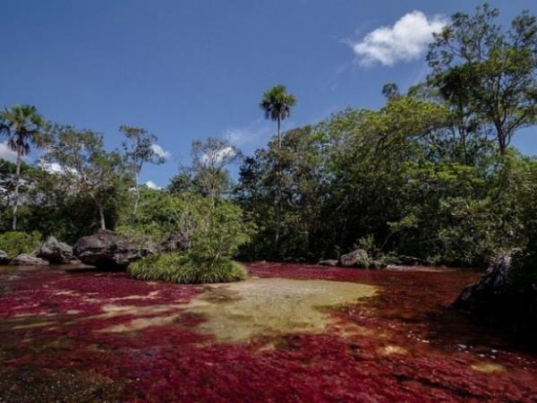 Kurak mevsim boyunca ise nehirdeki yaam besleyecek kadar su bulunmaz. Ancak yal ve kurak mevsim arasnda yle bir dnem vardr ki, su seviyesi olmas gerektii gibidir, onlarca eit yosun ve alg mthi bir renk eitlilii sergiler.