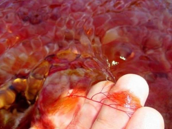 Mavi, yeil, siyah, krmz ve pembenin binlerce tonu nehrin zerini kaplar.