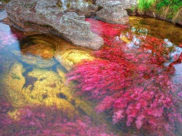 Bylece nehirdeki yosunlar ihtiya duyduklar gne nlarn alamazlar.