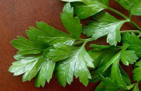 Maydanoz: Bbrek sal iin zellikle de bbrek ta tedavisi iin maydanoz olduka etkilidir.