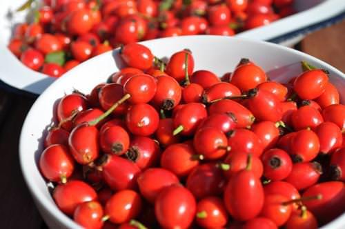 Kuburnu vcudun hastalklarla savama mekanizmalarn destekler.