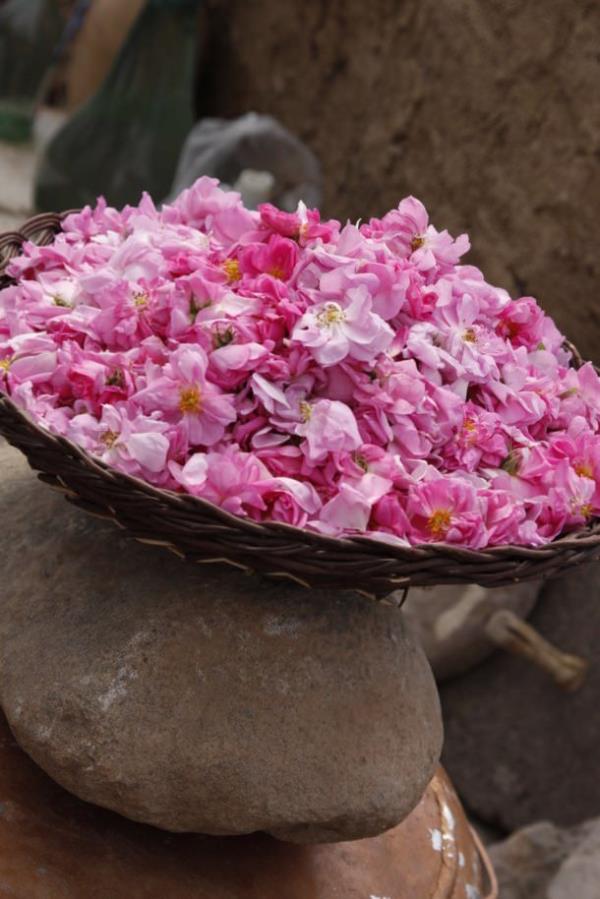 Sivilceli ciltler iin ise sabah saatlerinde de bir pamuk yardm ile sivilceli blgelerinize gl suyunu srn. Bu ilem sivilceleri kurutacak