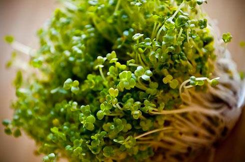 Brokoli filizi  <br>  Brokoli, sebzeler arasnda en faydallardan biridir. Ancak filizlerinin kendisinden ok daha faydal olduu sylenmektedir. Vcudu temizleyen bir bitki olarak bilinen brokoli filizlerini salatanza veya yemeklerinize ekleyebilirsiniz.