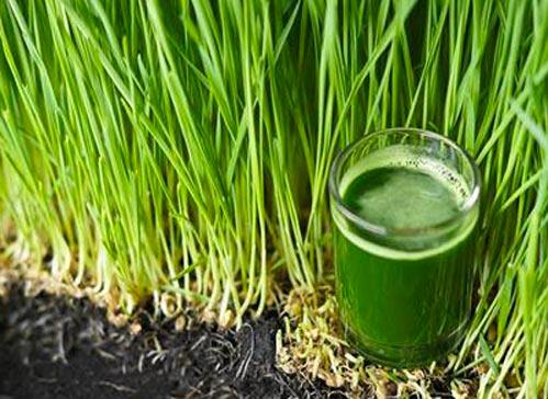 Buday imi  <br>  zellikle karacieri temizleyen ve ieriindeki etken maddeler sayesinde tm gn kendinizi enerjik hissetmenizi salayan buday imi, kan ekerini de drr.