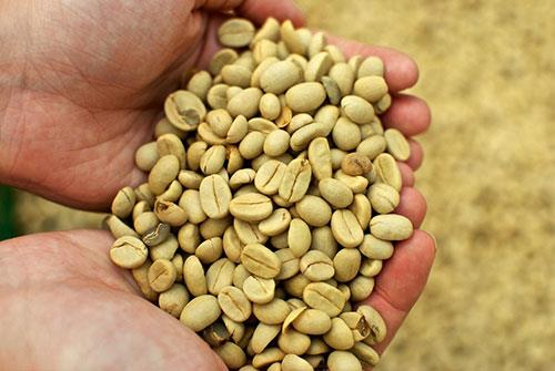 Yeil kahvenin etki mekanizmasn ierisindeki klorojenik asit oluturuyor. Klorojenik asitin gerek etkisini gsterebilmesi iin gnde 7 fincan iilmesi gerekiyor. Bu da yksek kafein miktar; yani yksek tansiyon, yorgunluk, sinirlilik, kanszlk, kalp arpnts, kemik erimesi, bbrek yetmezlii demek&#8230; Peki yeil kahvenin yararlar nedir, nasl ve ne kadar tketilmeli?