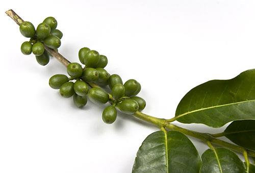 Dnyaca nl Kalp Cerrah Dr. Mehmet z kendi adn tayan Dr. z Show&#8217;da yeil kahve ve klorojenik asit zt arasndaki fark belirtmi olmasna ramen yeil kahvenin satlar konusunda bu isimden faydaland ve getiimiz aylarda da bu reklam almalar sebebiyle ABD senatosuna ifade verdi.