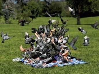 Gvercin beslemek (San Marco Meydan - Venedik)