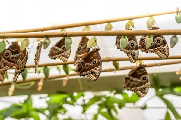 almalarn titizlikle yrtld bu heyecan verici servende sona yaklaldn syleyen Seluklu Belediye Bakan Uur brahim Altay mays aynda Tropikal Kelebek Bahesi&#8217;nin ve dnya zerindeki tm kelebek trlerinin sergilenecei Akn Kanatlar Kelebek Mzesi&#8217;nin hazr olacan belirtti.