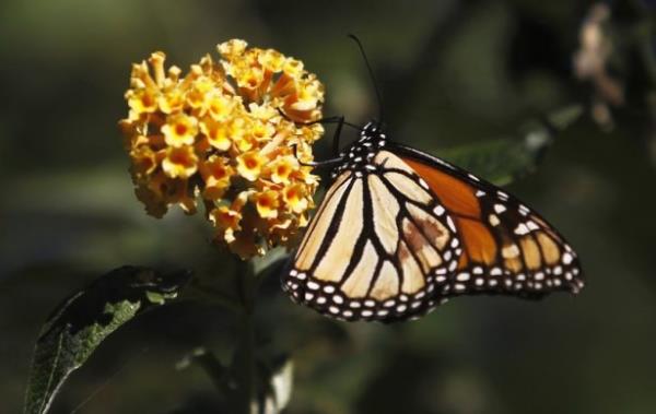 7 bin 600 metrekare kullanm alan bulunan Akn Kanatlar Mzesi&#8217;nde; kelebeklerin doal yaamlarnn gzlemlenebilecei tropikal kelebek bahesinin yan sra, ayn anda ziyaretilerin kelebeklerin koza oluumlarn da izleyebilecekleri blmler ve...