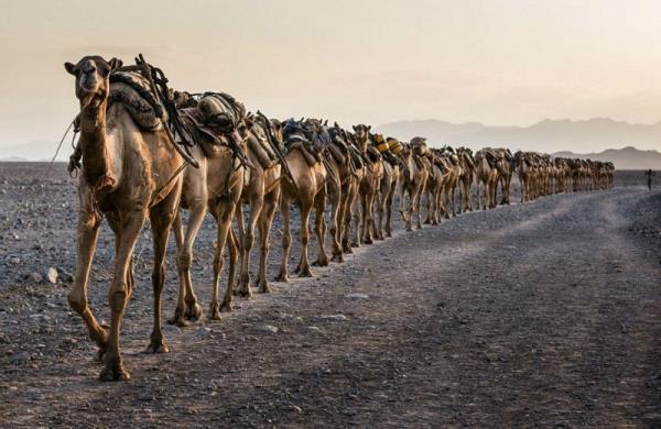 ''Disiplin'' Tarek Touma - Anlk, Serbest kategori