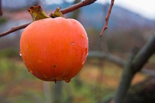 ekersiz cennet hurmas muhallebisi:    -5 adet yumuak Trabzon hurmas    -3 yumurta    -1 su barda st    -1 paket vanilya    Hurmalar ykayp ince bir tel szgeten veya kevgirden geirip pre haline getirin (kevgirin zerinde kalaca iin kabuklarn soymaya gerek yok). ine yumurtalar, vanilya ve st ekleyip iyice rpn. Kk frn kaplarna (ben  su bardaklk kaplardan 6 tane kullandm) karm bltrn. Kaplar frn tepsisine dizip, tepsiye kaplarn yar hizasna gelecek kadar scak su ekleyin. Yaklak 25 dakika frnda piirin. Soumas iin hemen dar karn. Souduktan sonra kolayca ters evirerek servis edebilirsiniz. 6 kiilik bu tarifin zellii, eker iermemesi ve yksek proteinli olmasdr. Bu sebeple zayflama programnda olan hastalar, ara nlerinde tketebilirler. 1 porsiyonu 142 kalori olan bu tatl, hem eker ihtiyacn giderir hem de protein ieriinden dolay tok tutacaktr. Kalp salna, kansere, hipertansiyona kar koruyucu etkisi olan bu meyvenin beslenmenizde yer almas dileiyle&#8230;