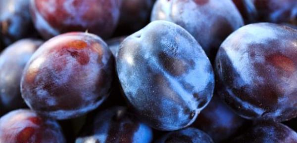 Anavatan Anadolu olarak bilinmektedir. Dnyann eitli blgelerine yaylm ve adapte olmutur. 2000'e yakn eidi vardr.