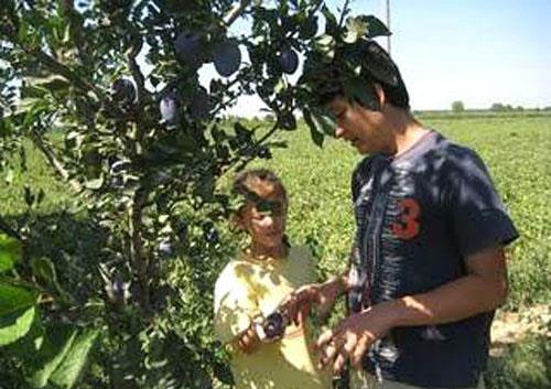 Adet dzenleyici etkisi vardr.