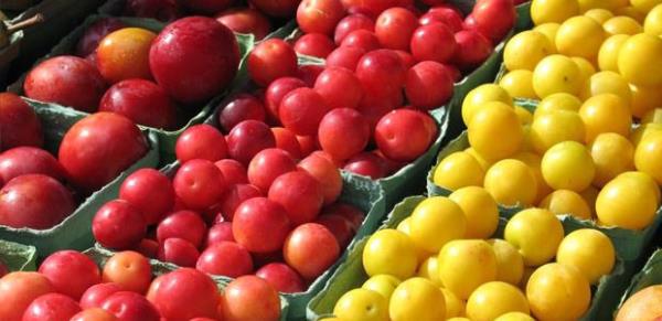 Trkiye'de yetien balca erik eitleri; can, santa roja, red kennen, kstendil, karagynk, ryani'dir. Erikte; potasyum, magnezyum, karbonhidrat, fosfor, sodyum, demir, lif ve Vitamin A, B1, B2, B3, B6, C, E bulunmaktadr