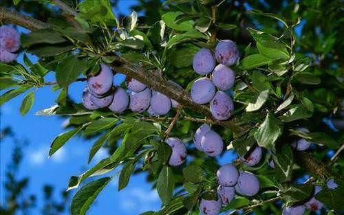 Zihin ve beden yorgunluunu giderici enerji verici zellii vardr.
