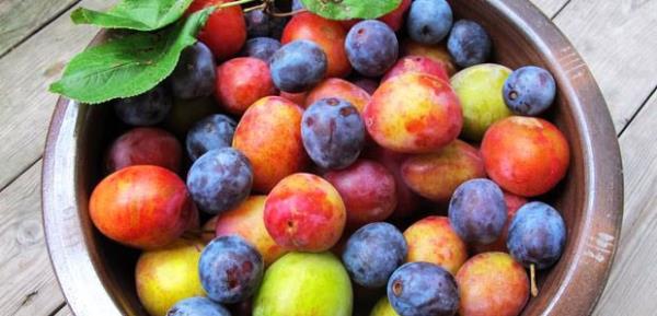 drar sktrc ve terletici zellii vardr.