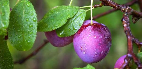 Trkiye yaklak 200 eidi bulunmaktadr.