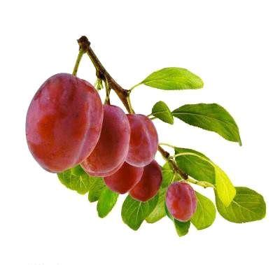 Kan yapc zellii vardr.