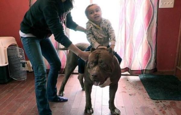 ABD'nin New Hampshire Eyaleti'nde yaayan sahipleri Marlon ve Lisa Grenman, sevimli canavarlarnn  yandaki oullar iin hi tehlikeli olmadn dnyor.