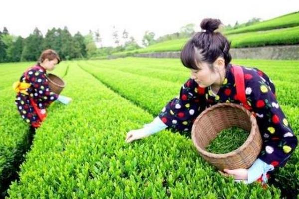 ayn kefinde bu rivayeti mistik Hindistan&#8217; da destekler ve kei Bodidharma'ya balar. Oralarda da bu rivayet; rahibin uykusuz geirdii yllarn beincisine rastlar. Rahip uyumamak iin yanndaki aatan birka yaprak alr ve iner. inedii yapraklarn kendine canllk kazandrdn gren rahibin yedi yllk meditasyonunu ay yapraklar ile tamamladndan bahsedilir, kulaktan kulaa.