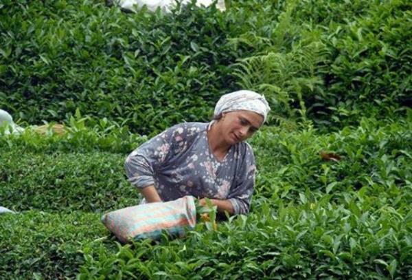 76 milyonluk lkemizde, sabah bir bardak ayn imeden gne balayabilen ka kii vardr? Bu sorunun yant, istatistiklerle verilmi. Bize ait deil sadece bu cevap, bir tek bizde de deil, tm dnya da sudan sonra tercih en ok tercih edilen ikinci iecek konumunda, ay. Dnyada, gnlk olarak 19 ila 20 milyar seviyesinde, 6 ons&#8217;luk ay barda, ayn iildii tahmin edilmektedir.