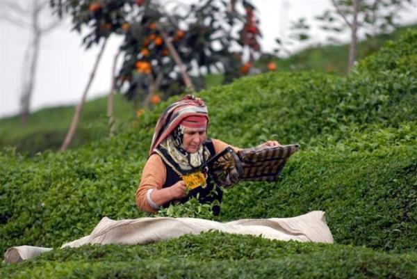 mparator bir gn kendi scak suyunu hazrlarken, su kabnn iine birka yaprak dyor. Kaynayan suyun buharndan mistik ve rahatlatc bir aroma ykseldiini gren imparator, bu scak iecein tadna bakyor, dayanamayarak. ayn tadnn zel lezzeti ve aromas karsnda hayretlere den imparatorun ardndan balyor; ay aac fslts.