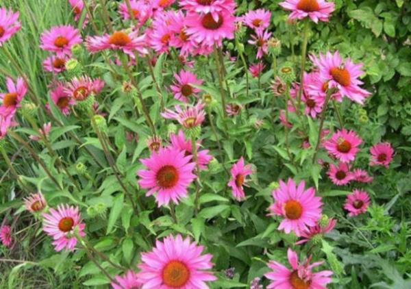 3. Ekinezya: Ekinezya Amerikan yerlilerinin yaralar iyiletirmekte kullandklar ve bilinen hibir yan etkisi olmayan bir bitkidir.