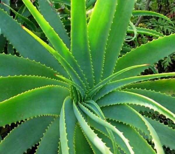 <p><b>TE FALI DER BTKLER... </b></p>    1.Aloe Vera: Toplum arasnda en ok bilinen ve kullanmna en ok rastlanlan bitki olan aloe vera, gne veya kazalar sonucu oluan yanklarn tedavisinde tercih ediliyor.