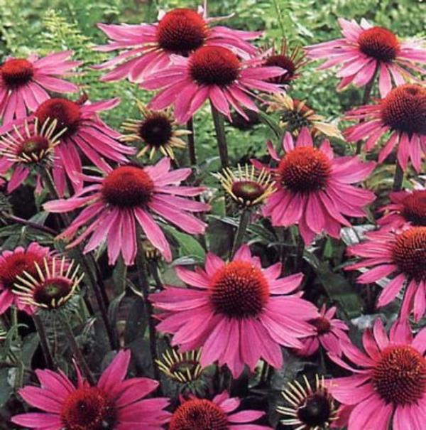 Ekinezyann iinde bulunan maddeler grip ve nezle virslerine kar etkili olduu iin zellikle grip mevsimlerinde tercih edilmektedir.