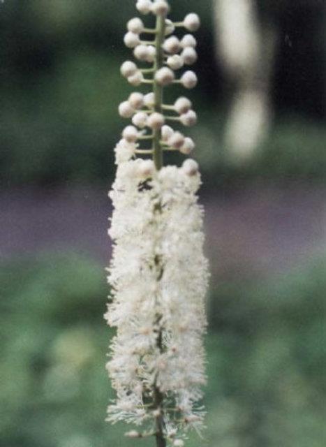 4. Siyah Ylan Kk: Siyah ylan kk, menopoz iin nerilen ve bu ynyle bilinen bir bitkidir. Siyah ylan kk sinirlerin gevemesine ve dolaysyla menopoz dneminin kolay atlatlmasna yardmc olur.