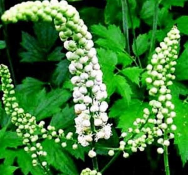 Siyah ylan kk, menopoz dneminde olduka sknt veren ate basmas ataklarn nler.