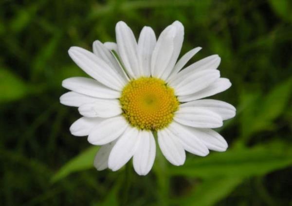 Uyumakta zorluk eken ocuklarda gvenle kullanlabilecei gibi stres altnda kalnd zamanlarda da yetikinler tarafndan tercih edilebilir.