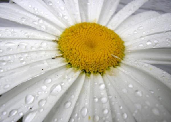 6. Papatya: Genellikle ay yaplarak iilen papatya, barsaklarda oluan sorunlar rahatlatmasyla bilinir.