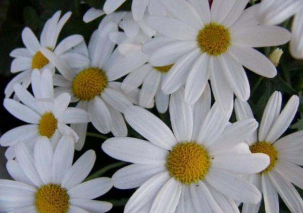 Ayrca mide bulants ve gastroentirit tedavisinde de kullanlr. Papatyann rahatlatc zellii hem ocuklar hem de yetikinler zerinde etkilidir.