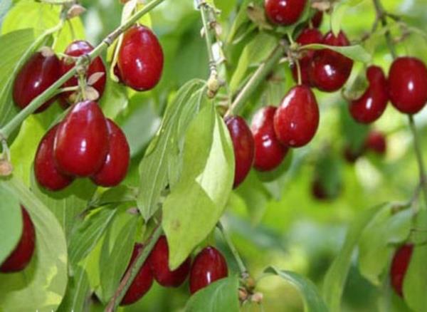 Kzlck suyu, yksek kolesterol ve kalp yetmezlii gibi skntlar olan hastalarn kalp saln olumlu ynde etkilemektedir.