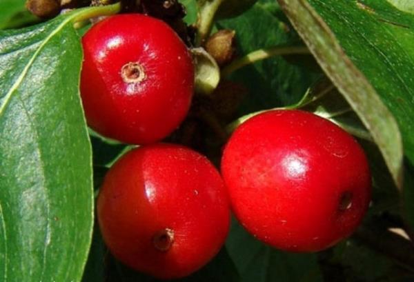 2.Kzlck Suyu: Kzlck suyunun en ok bilinen yarar boaltm sistemi sorunlarn zmekteki etkisidir. Bakteriyel enfeksiyonu tedavi ederek sorunlarn zlmesini salar.