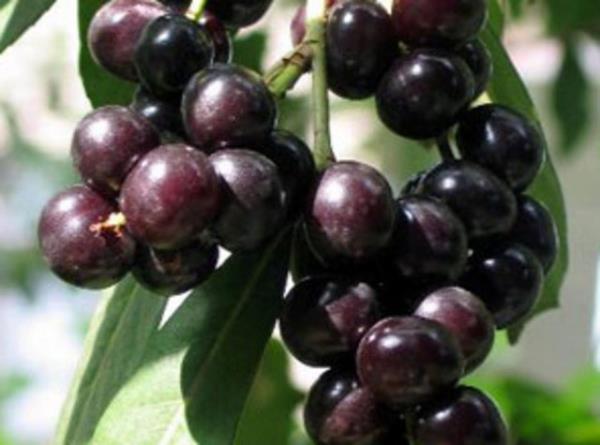 Vcutta hcre yenilenmesini salayarak kansere kar etkili olduu belirlenen karayemiin ila ve gda endstrisinde kullanlmas iin alma yaplyor.