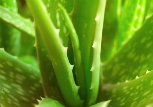 Bitkinin asl yararl ksm aloe vera yapra. Aloe vera yetitirmek iin tek gerekli ey ise su.