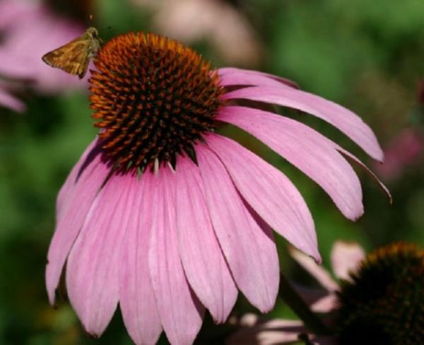 Ekinezya baklk sistemini glendirerek daha hzl bir iyileme salar. Boaz arlar, ksrk ve tkanklk ekinezya bitkisi sayesinde kolayca atlatlmaktadr.