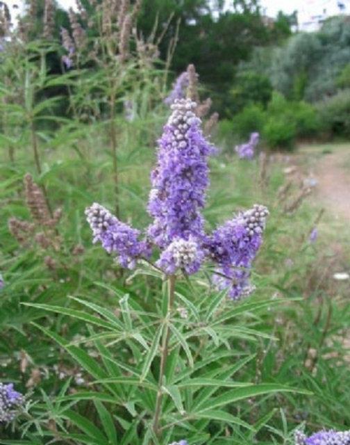 7. Hayt Aac: Hayt aac menstural dnemi dzenler ve kadnlarda progesteron hormonunun salglanmasn salar.