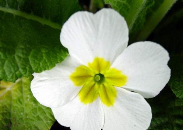 9. uha iei Ya: uha iei ya, genellikle kolesterol drmede kullanlr.