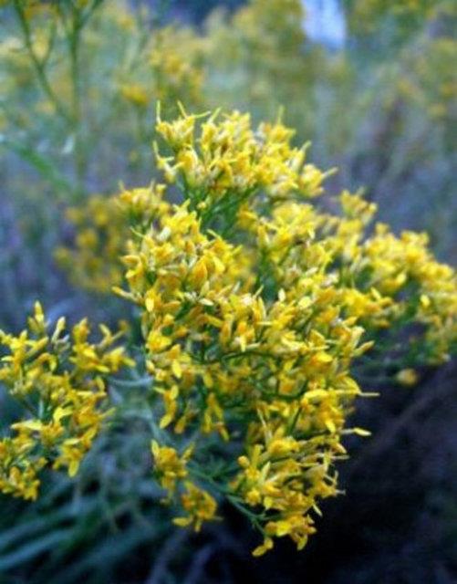 reme sistemi zerinde olduka etkili olan siyah ylan kk hormonlar dengeleyerek menopozun yan sra adet ncesi sendromu ve kaslarda meydana gelen kramplar gibi durumlarn tedavisinde de kullanlr.