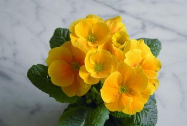 uha iei obezlik, sindirim sorunlar ve solunum yollar ikyetleri iin de tercih edilen bir bitkidir.