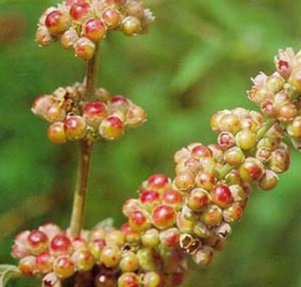 Ayrca adet ncesi dnemle ilikilendirilen kramplar ve gs blgesinde hassasla neden olan prolaktin hormonu retim seviyesini de drr.